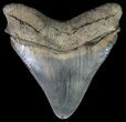 Serrated, Megalodon Tooth - Colorful Blade #64543-2